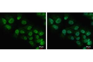 ICC/IF Image COMMD7 antibody detects COMMD7 protein at nucleus and cytoplasm by immunofluorescent analysis. (COMMD7 anticorps)