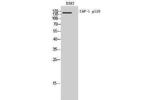 Western Blotting (WB) image for anti-Chromatin Assembly Factor 1, Subunit A (p150) (CHAF1A) (Internal Region) antibody (ABIN3187588) (CHAF1A anticorps  (Internal Region))