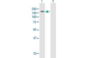 Western Blot analysis of SEMA6A expression in transfected 293T cell line by SEMA6A MaxPab polyclonal antibody.