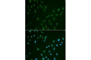 Immunofluorescence analysis of A549 cell using HSF2 antibody. (HSF2 anticorps)