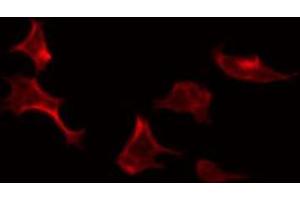 ABIN6274110 staining Hela by IF/ICC. (SYNCRIP anticorps  (Internal Region))