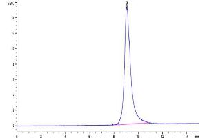 The purity of Canine keratin, type I cytoskeletal 19 (310-399) is greater than 95 % as determined by SEC-HPLC.