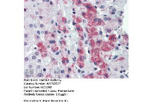 Immunohistochemistry with Human Liver cell lysate tissue at an antibody concentration of 5.