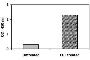 Image no. 3 for Epidermal Growth Factor Receptor (EGFR) ELISA Kit (ABIN1981784) (EGFR Kit ELISA)