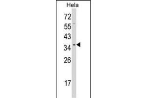 Western blot analysis of STR Antibody (C-term) 2933b in Hela cell line lysates (35 μg/lane). (STRAP anticorps  (C-Term))