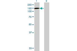 Western Blot analysis of SFRS15 expression in transfected 293T cell line by SFRS15 MaxPab polyclonal antibody. (SCAF4 anticorps  (AA 1-1147))