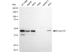 Western blotting analysis using cyclin B2 antibody (ABIN7798193). (Recombinant Cyclin B2 anticorps)