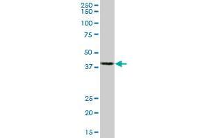 Western Blotting (WB) image for anti-Actin, beta (ACTB) (AA 1-376) antibody (ABIN598523) (beta Actin anticorps  (AA 1-376))