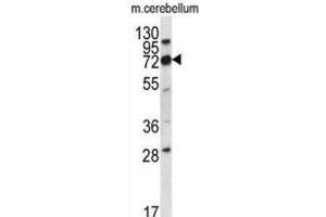 Western Blotting (WB) image for anti-Immunoglobulin Superfamily, Member 8 (IGSF8) antibody (ABIN2996707)
