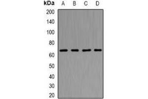 Western blot analysis of NUP62 expression in Hela (A), Jurkat (B), HT29 (C), Raji (D) whole cell lysates. (NUP62 anticorps)
