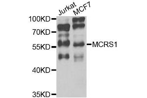 Western blot analysis of extracts of various cell lines, using MCRS1 antibody (ABIN5975252) at 1/1000 dilution. (MCRS1 anticorps)