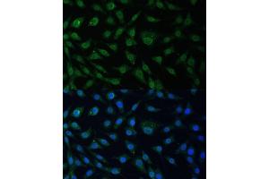 Immunofluorescence analysis of L929 cells using NUP214 Polyclonal Antibody (ABIN6127536, ABIN6144958, ABIN6144959 and ABIN6224385) at dilution of 1:100 (40x lens). (NUP214 anticorps  (AA 750-1030))