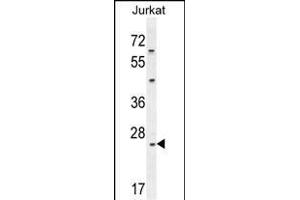 CLDN22 Antibody (Center) (ABIN654190 and ABIN2844042) western blot analysis in Jurkat cell line lysates (35 μg/lane). (Claudin 22 (CLDN22) (AA 90-117) anticorps)