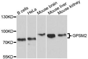 Western blot analysis of extracts of various cells, using GPSM2 antibody. (GPSM2 anticorps)