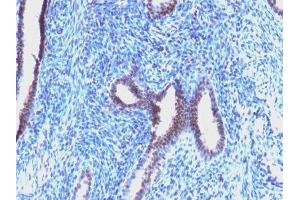 Image no. 1 for anti-Cyclin B1 (CCNB1) antibody (ABIN6161660) (Cyclin B1 anticorps)