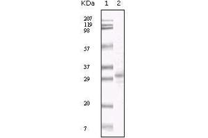 Western Blot showing KSHV ORF26 antibody used against TPA induced BCBL-1 cell lysate. (KSHV ORF26 anticorps)