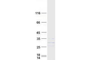 Validation with Western Blot (GADD45GIP1 Protein (Myc-DYKDDDDK Tag))
