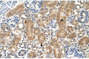 Human kidney (GPAA1 anticorps  (C-Term))