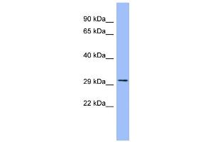 WB Suggested Anti-AGER Antibody Titration:  0. (RAGE anticorps  (N-Term))