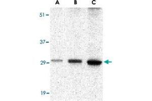 Western blot analysis of BCL2A1 in human kidney tissue lysate with BCL2A1 polyclonal antibody  at (A) 0.