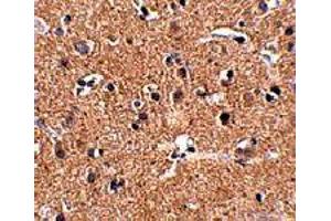 Immunohistochemistry of GALNT10 in human brain tissue with GALNT10 polyclonal antibody  at 2. (GALNT10 anticorps  (N-Term))