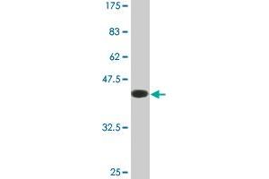 Western Blot detection against Immunogen (39.