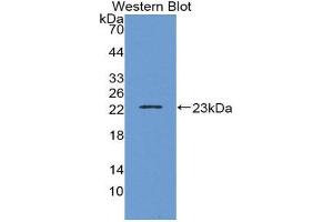 Western Blotting (WB) image for anti-Interleukin 1, beta (IL1B) (AA 63-247) antibody (ABIN1859380) (IL-1 beta anticorps  (AA 63-247))