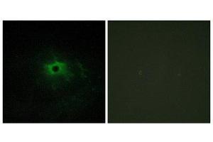 Immunofluorescence (IF) image for anti-Laminin, alpha 4 (LAMa4) (Internal Region) antibody (ABIN1850448) (LAMa4 anticorps  (Internal Region))