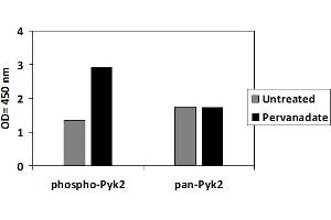 JURKAT cells were untreated or treated with Pervanadate for 10 min.
