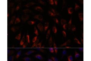 Immunofluorescence analysis of L929 cells using CHP1 Polyclonal Antibody at dilution of 1:100. (CHP anticorps)