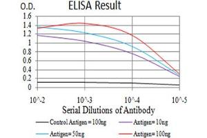 Fig. (BNIP3 anticorps  (AA 50-155))