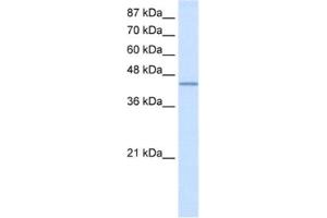 Western Blotting (WB) image for anti-RNA Binding Motif Protein 9 (RBM9) antibody (ABIN2462100) (RBM9 anticorps)