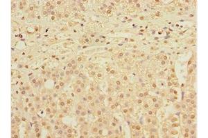 Immunohistochemistry of paraffin-embedded human adrenal gland tissue using ABIN7150536 at dilution of 1:100 (DNAJB9 anticorps  (AA 24-223))