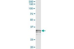 PRSS21 antibody  (AA 121-220)