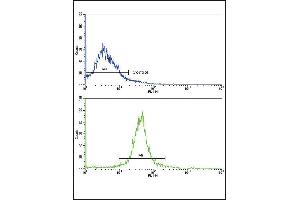 Flow cytometric analysis of widr cells using ADIPOR1 Antibody (C-term)(bottom histogram) compared to a negative control cell (top histogram).