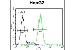 CCDC17 Antibody (C-term) (ABIN654991 and ABIN2844627) flow cytometric analysis of HepG2 cells (right histogram) compared to a negative control cell (left histogram). (CCDC17 anticorps  (C-Term))