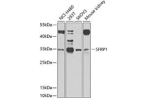 Western blot analysis of extracts of various cell lines, using SFRP1 antibody (ABIN1682675, ABIN1682676, ABIN5664178 and ABIN6219906) at 1:1000 dilution.
