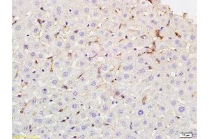 Formalin-fixed and paraffin embedded rat liver tissue labeled with Rabbit Anti-phospho-CD32B(Tyr292) Polyclonal Antibody at 1:200 followed by conjugation to the secondary antibody and DAB staining.