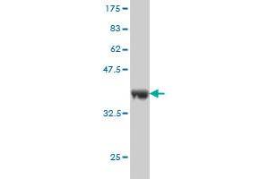 Western Blot detection against Immunogen (36.