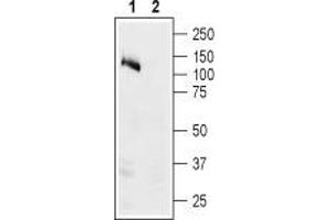 Western blot analysis of human Colo-205 colon adenocarcinoma cell lysate: - 1. (ATP1A1 anticorps  (Intracellular, N-Term))