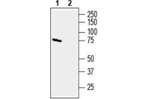 Western blot analysis of mouse brain membranes: - 1.