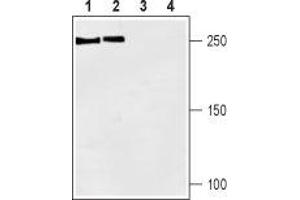 Western blot analysis of rat brain (lanes 1 and 3) and mouse brain (lanes 2 and 4) lysates: - 1,2.