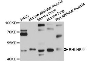 Western blot analysis of extracts of various cells, using BHLHE41 antibody. (BHLHE41 anticorps)