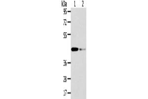 Gel: 8 % SDS-PAGE, Lysate: 40 μg, Lane 1-2: Human fetal liver tissue and hela cell, Primary antibody: ABIN7131583(VPS37A Antibody) at dilution 1/200 dilution, Secondary antibody: Goat anti rabbit IgG at 1/8000 dilution, Exposure time: 15 seconds