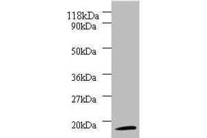 Western blot All lanes: 40S ribosomal protein S11 antibody at 2 μg/mL + 293T whole cell lysate Secondary Goat polyclonal to rabbit IgG at 1/10000 dilution Predicted band size: 18 kDa Observed band size: 18 kDa (RPS11 anticorps  (AA 2-158))