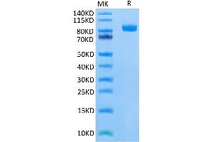 Biotinylated Human SIRP alpha on Tris-Bis PAGE under reduced condition.