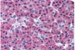 Human Pancreas (formalin-fixed, paraffin-embedded) stained with RIPK3 antibody ABIN291732 at 10 ug/ml followed by biotinylated goat anti-rabbit IgG secondary antibody ABIN481713, alkaline phosphatase-streptavidin and chromogen. (RIPK3 anticorps  (AA 480-530))