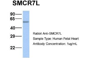 Host:  Rabbit  Target Name:  SMCR7L  Sample Type:  Human Fetal Heart  Antibody Dilution:  1. (SMCR7L anticorps  (N-Term))