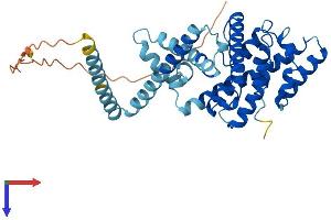 AlphaFold protein structure predicition of Mouse Recombinant Letmd1 Protein, UniprotID Q924L1