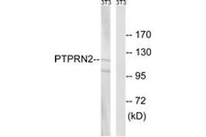 Western blot analysis of extracts from NIH-3T3 cells, using PTPRN2 Antibody. (PTPRN2 anticorps  (AA 206-255))